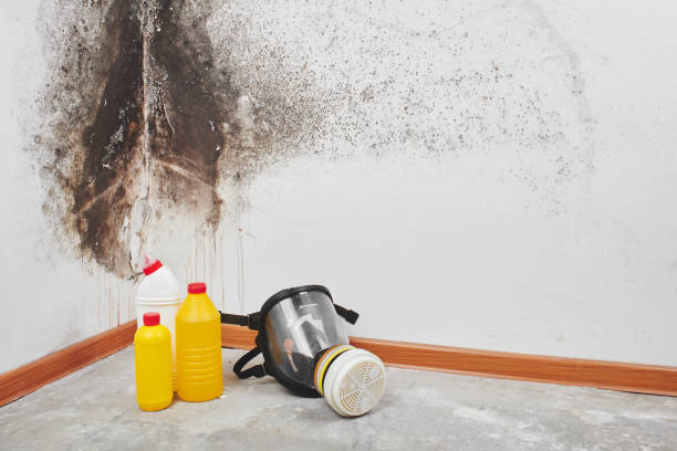 Best Attic Mold Removal  in Markle, IN