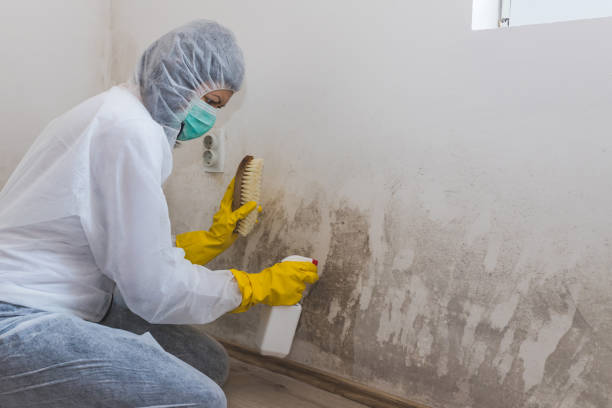 Best Commercial Mold Removal  in Markle, IN