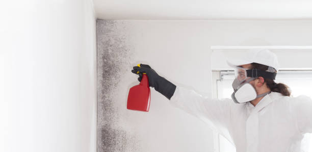 Best Mold Cleaning Services  in Markle, IN