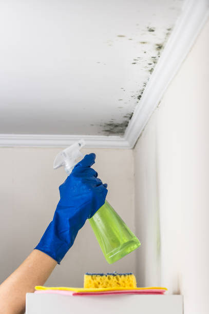 Certified Mold Removal in Markle, IN
